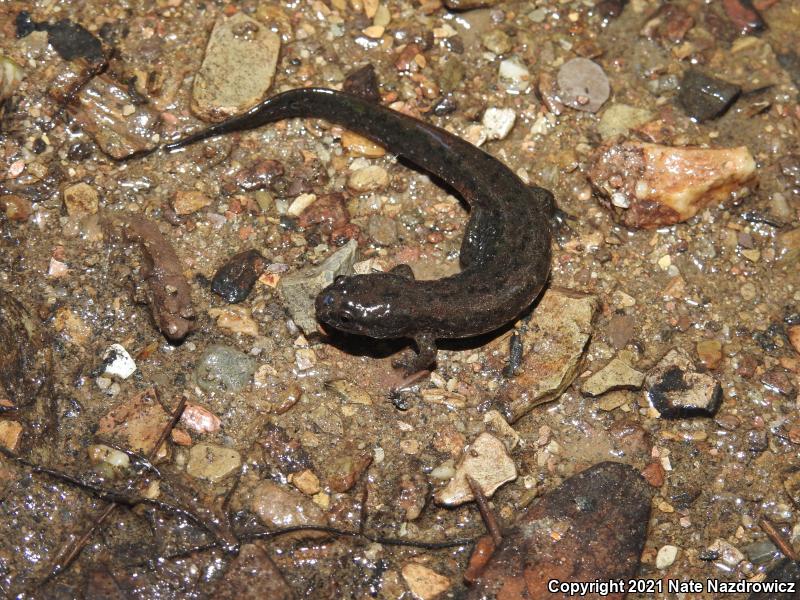 Northern Dusky Salamander (Desmognathus fuscus)