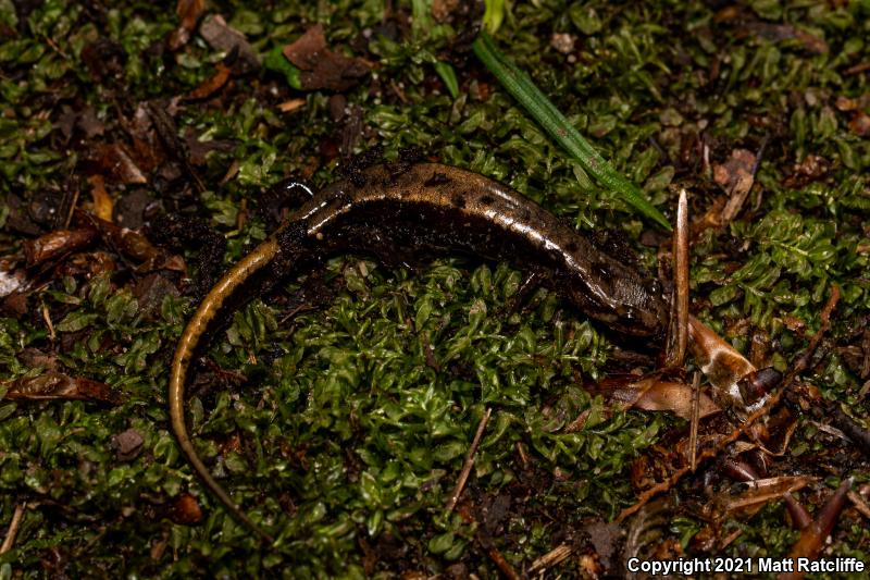 Allegheny Mountain Dusky Salamander (Desmognathus ochrophaeus)