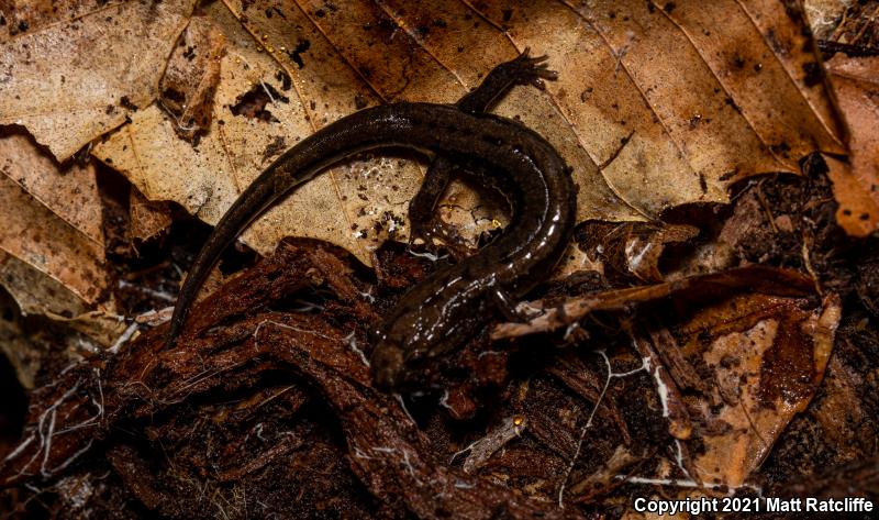 Allegheny Mountain Dusky Salamander (Desmognathus ochrophaeus)