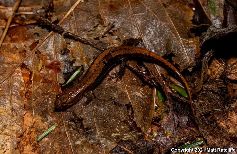 Allegheny Mountain Dusky Salamander (Desmognathus ochrophaeus)