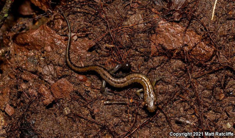 Allegheny Mountain Dusky Salamander (Desmognathus ochrophaeus)