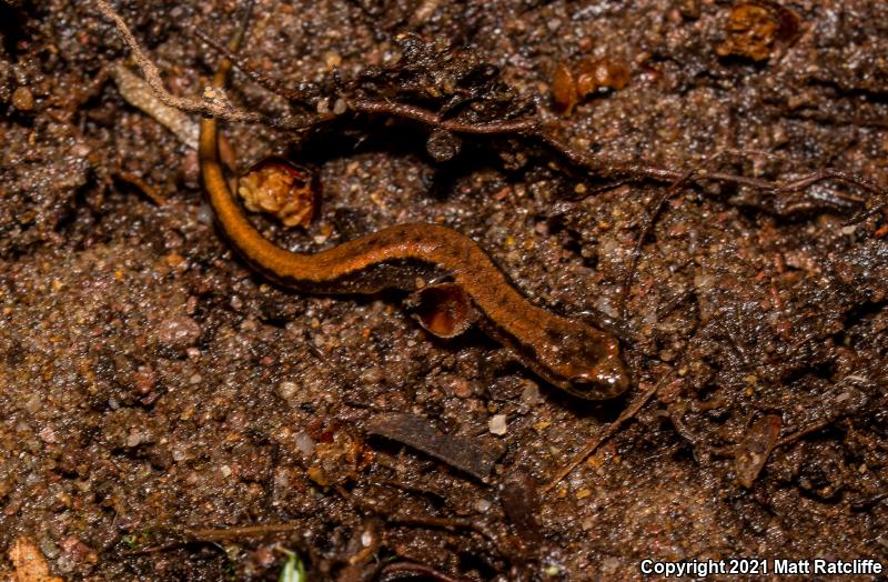 Allegheny Mountain Dusky Salamander (Desmognathus ochrophaeus)