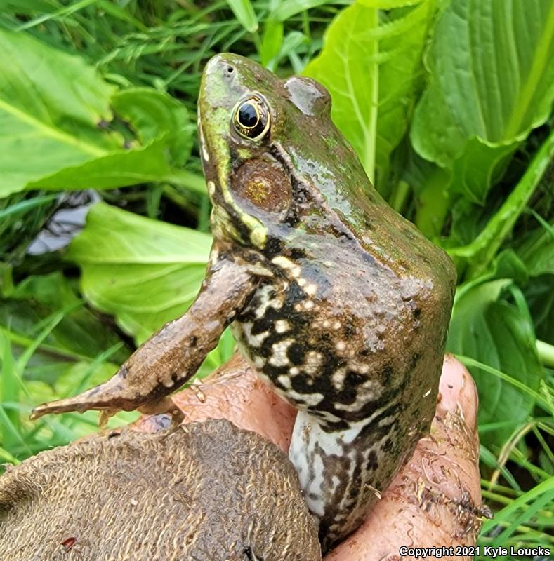 Northern Green Frog (Lithobates clamitans melanota)