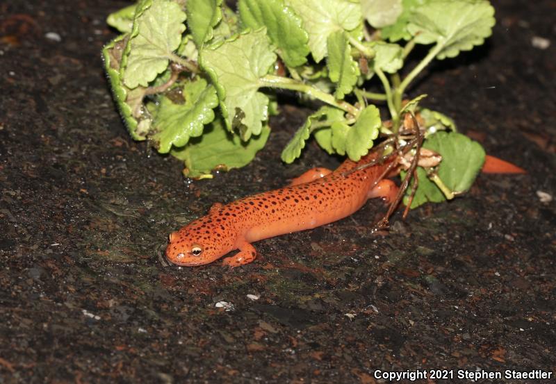 Northern Red Salamander (Pseudotriton ruber ruber)