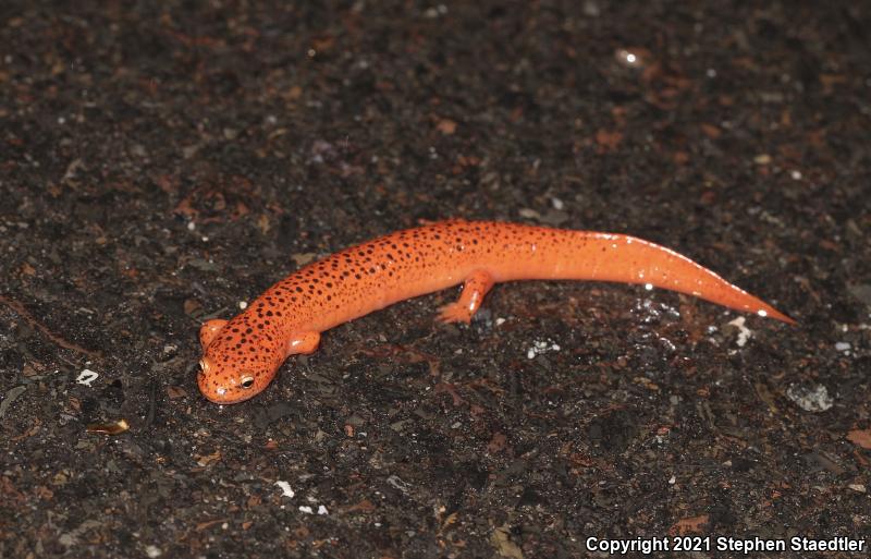 Northern Red Salamander (Pseudotriton ruber ruber)