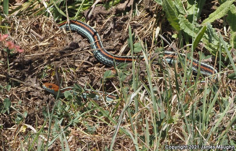 San Francisco Gartersnake (Thamnophis sirtalis tetrataenia)