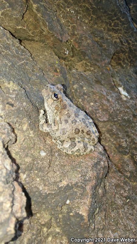 Canyon Treefrog (Hyla arenicolor)