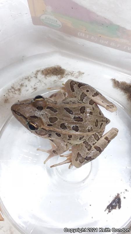 Rio Grande Leopard Frog (Lithobates berlandieri)