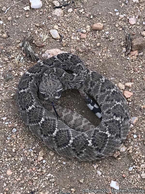 Western Diamond-backed Rattlesnake (Crotalus atrox)