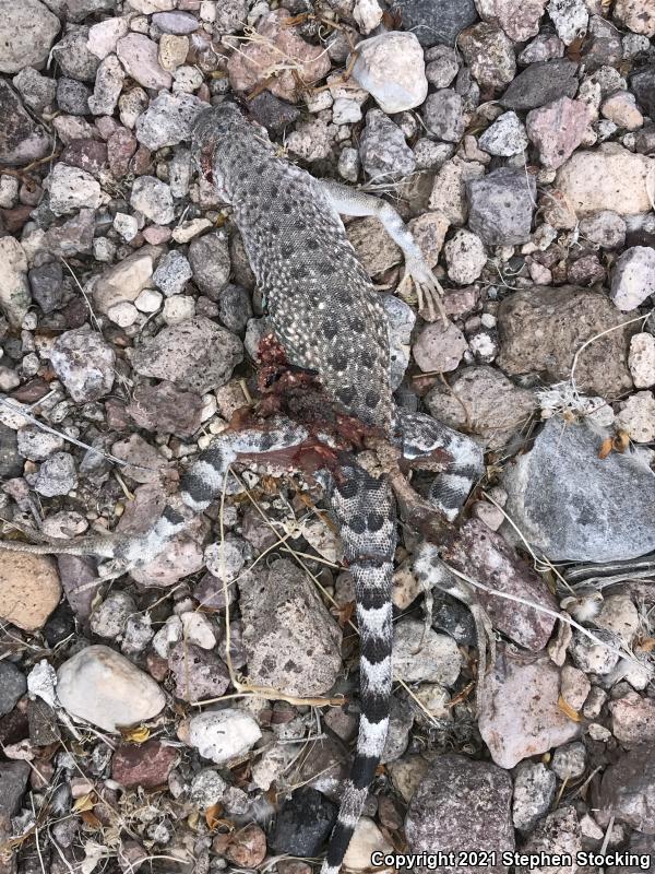 Zebratail Lizard (Callisaurus draconoides)