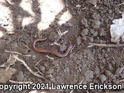 California Slender Salamander (Batrachoseps attenuatus)