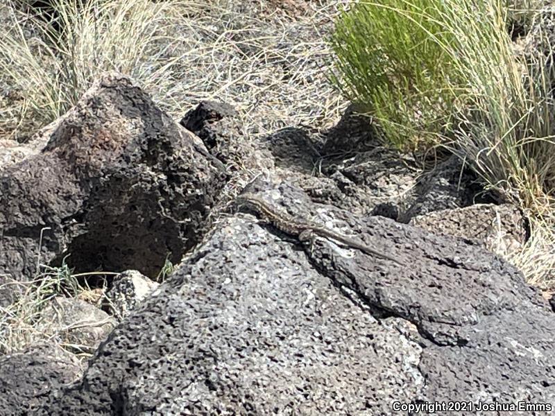 Eastern Side-blotched Lizard (Uta stansburiana stejnegeri)