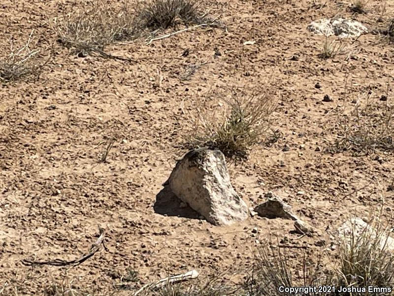 Eastern Side-blotched Lizard (Uta stansburiana stejnegeri)