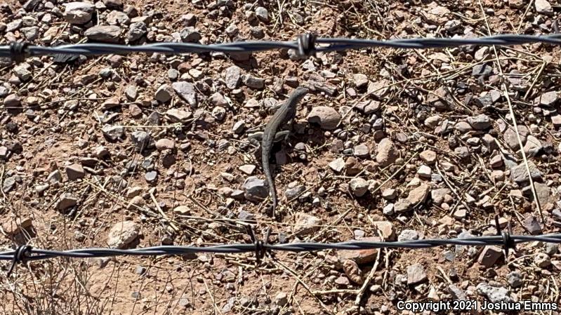 SouthWestern Earless Lizard (Cophosaurus texanus scitulus)