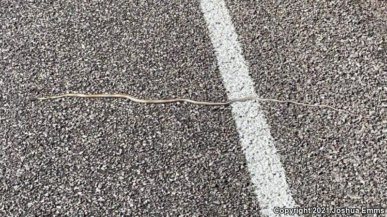 Desert Striped Whipsnake (Coluber taeniatus taeniatus)