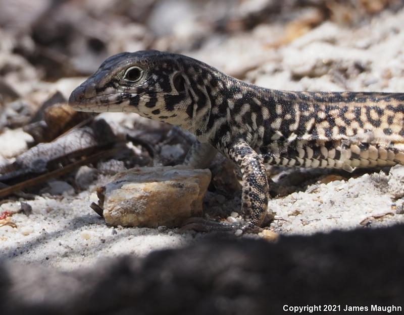 California Whiptail (Aspidoscelis tigris munda)