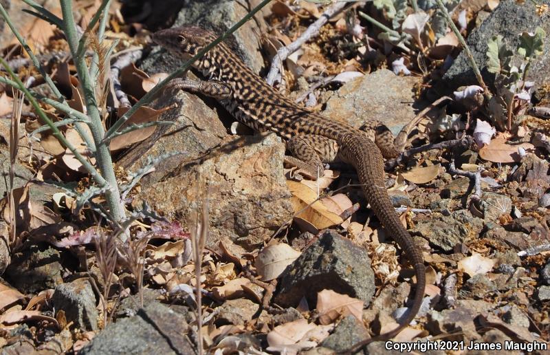 California Whiptail (Aspidoscelis tigris munda)