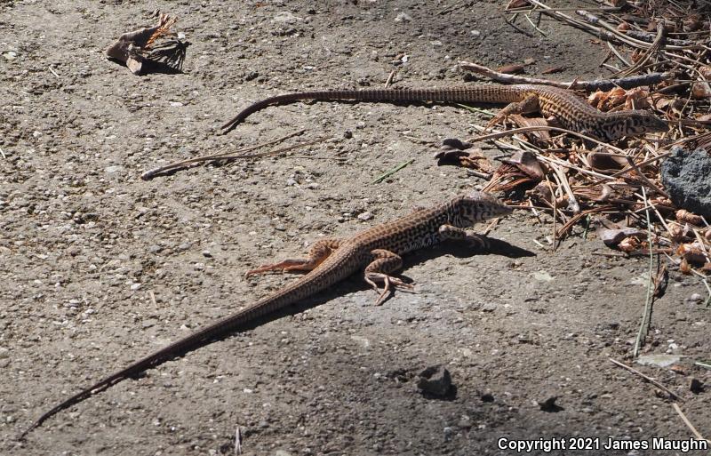 California Whiptail (Aspidoscelis tigris munda)