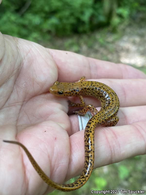 Long-tailed Salamander (Eurycea longicauda longicauda)