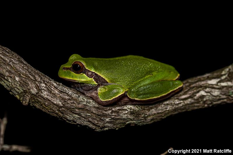 Pine Barrens Treefrog (Hyla andersonii)