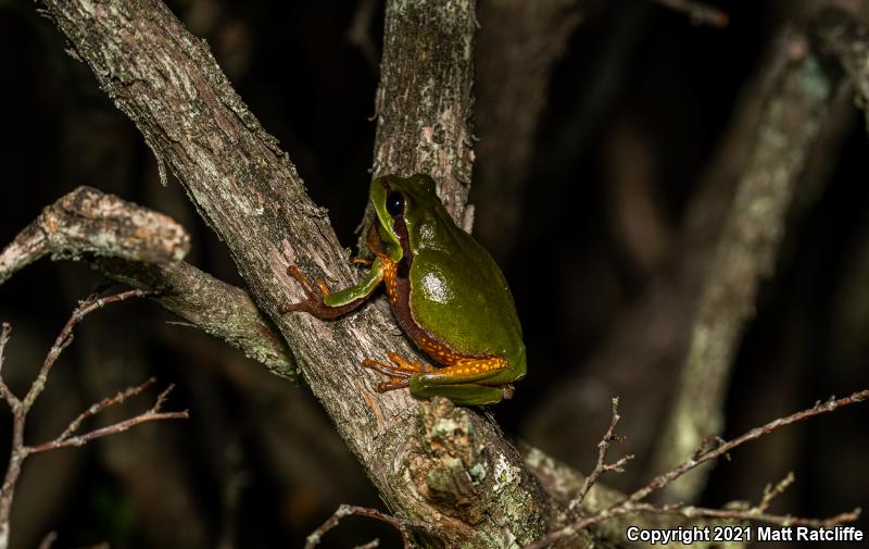 Pine Barrens Treefrog (Hyla andersonii)