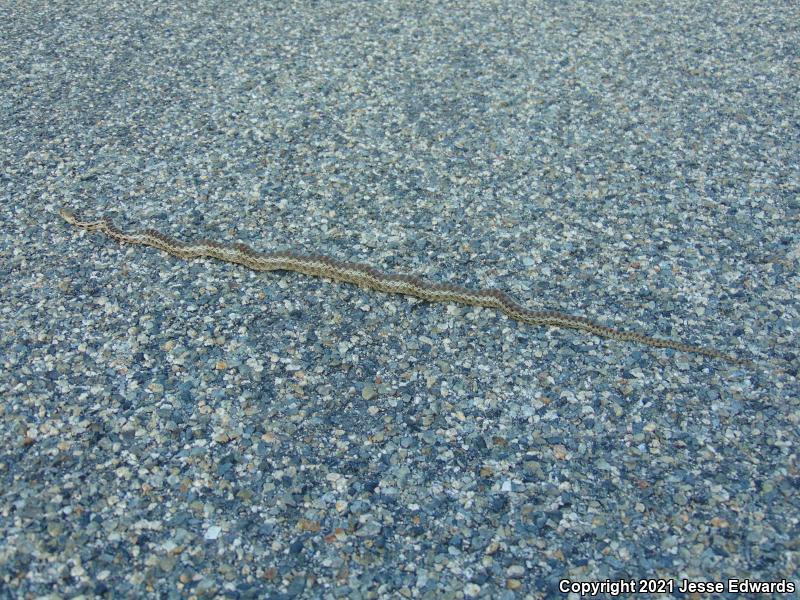 San Diego Gopher Snake (Pituophis catenifer annectens)