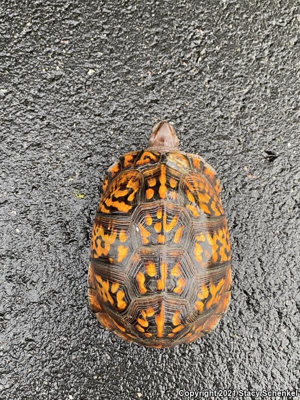 Eastern Box Turtle (Terrapene carolina)