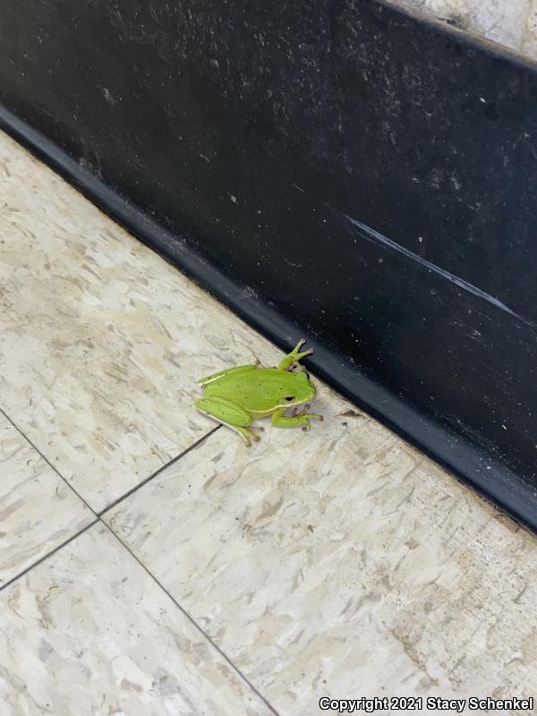 Green Treefrog (Hyla cinerea)