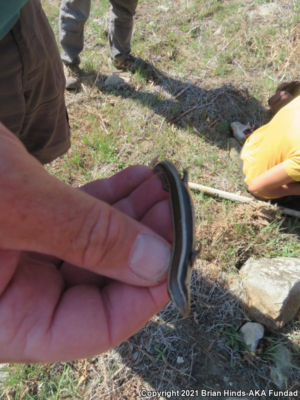 Western Skink (Plestiodon skiltonianus)