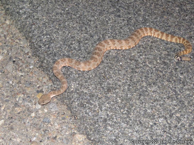 Southwestern Speckled Rattlesnake (Crotalus mitchellii pyrrhus)