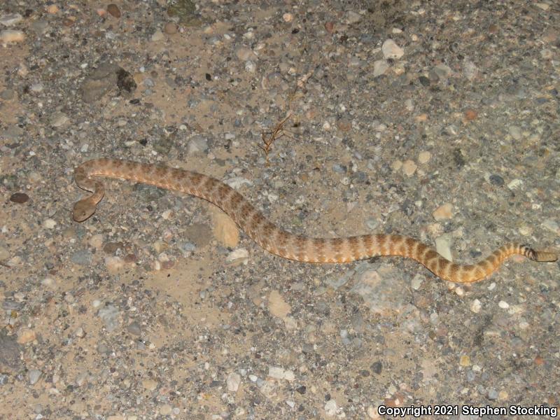 Southwestern Speckled Rattlesnake (Crotalus mitchellii pyrrhus)