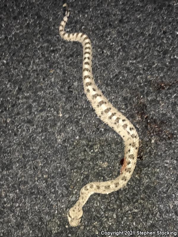 Mojave Desert Sidewinder (Crotalus cerastes cerastes)