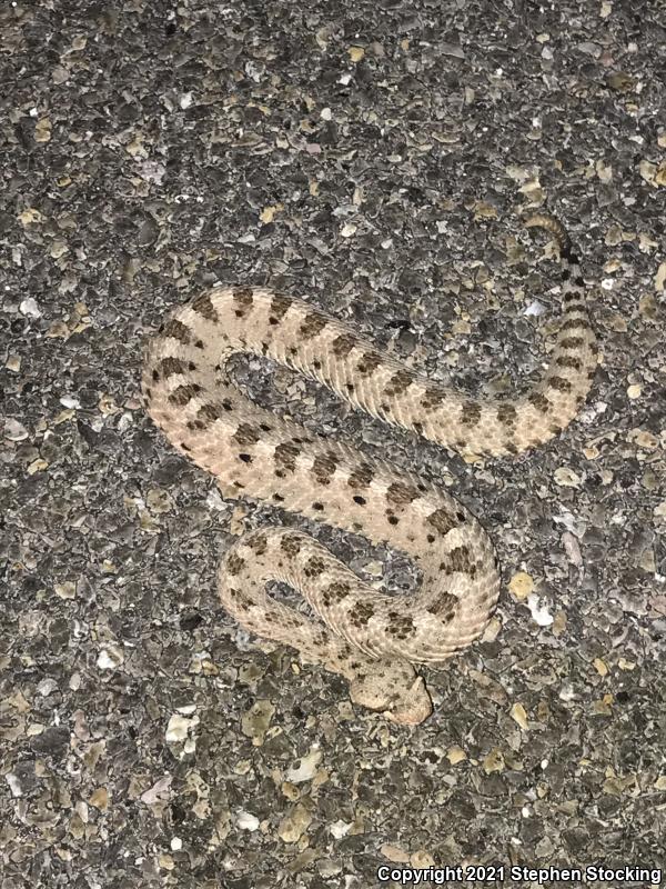 Mojave Desert Sidewinder (Crotalus cerastes cerastes)