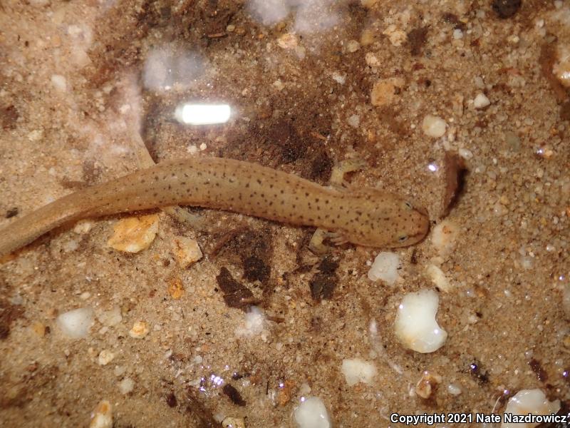 Northern Red Salamander (Pseudotriton ruber ruber)