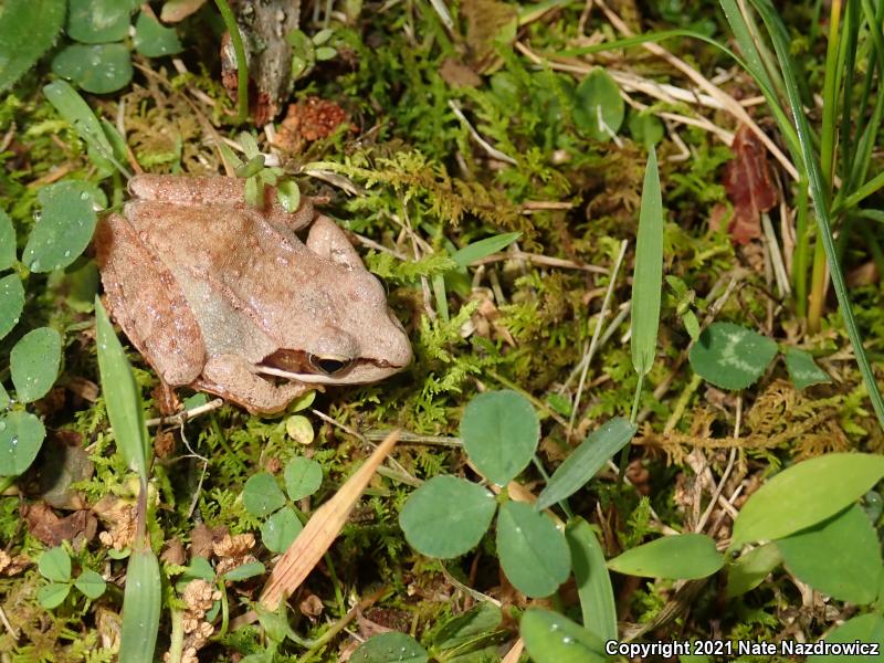 Wood Frog (Lithobates sylvaticus)