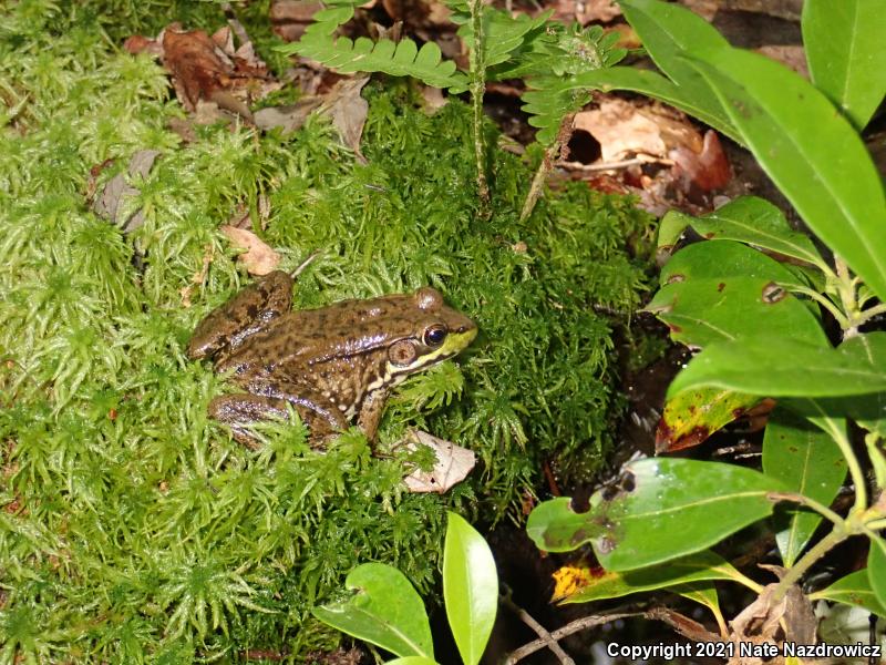 Green Frog (Lithobates clamitans)