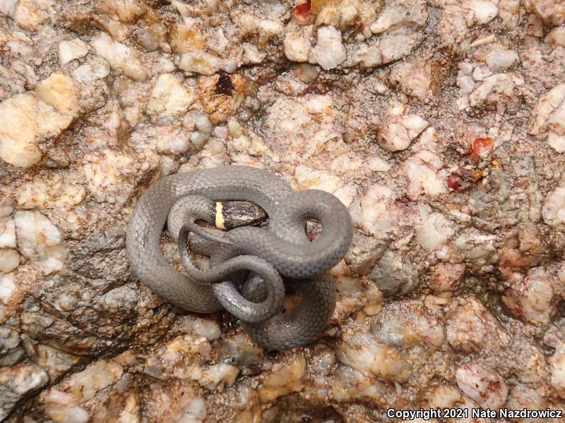 Northern Ring-necked Snake (Diadophis punctatus edwardsii)