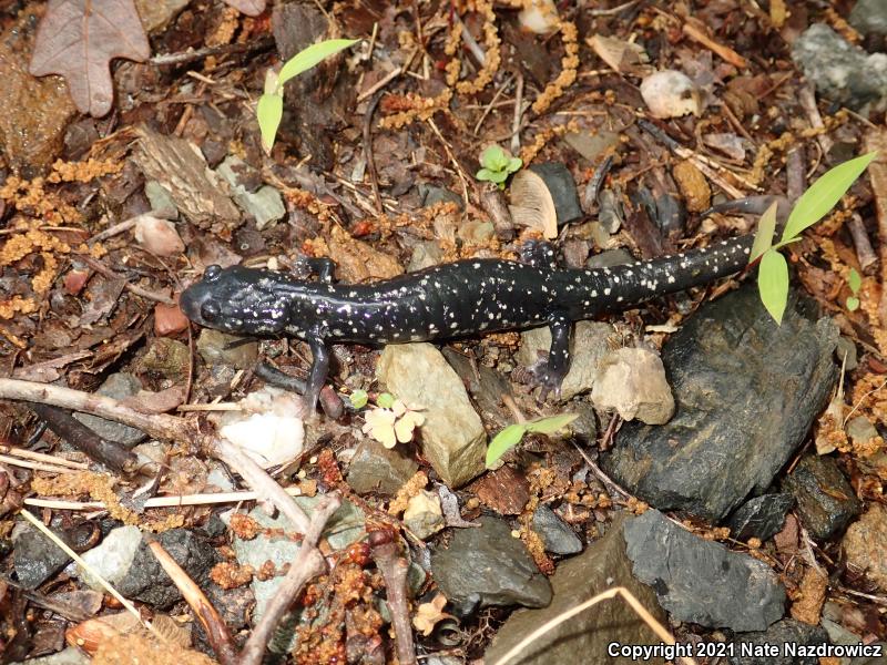 Northern Slimy Salamander (Plethodon glutinosus)