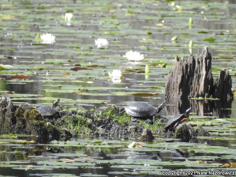 Painted Turtle (Chrysemys picta)