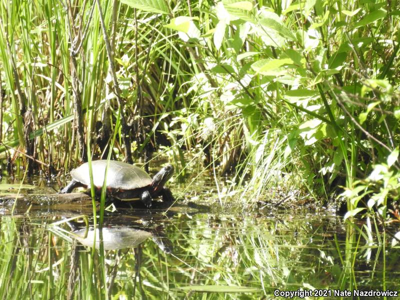 Painted Turtle (Chrysemys picta)