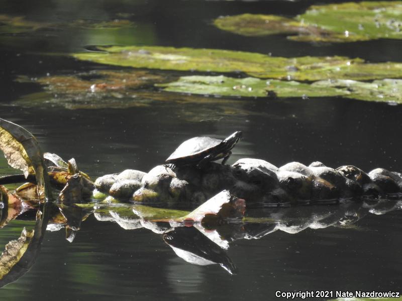 Painted Turtle (Chrysemys picta)