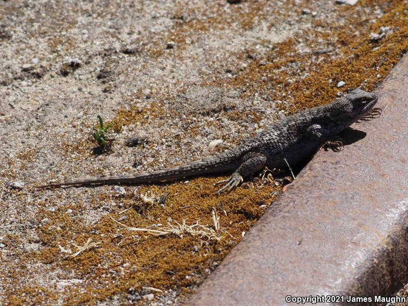 Coast Range Fence Lizard (Sceloporus occidentalis bocourtii)