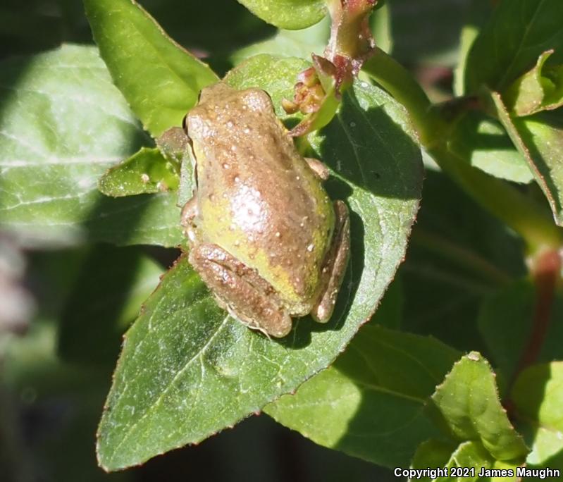 Sierran Treefrog (Pseudacris sierra)