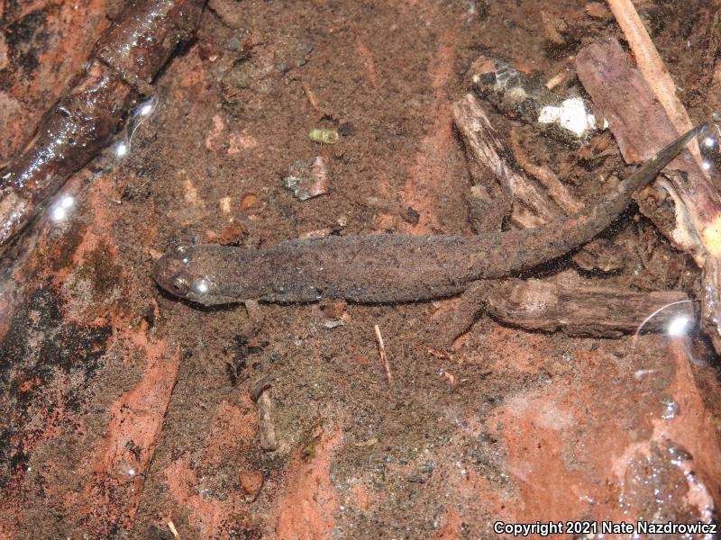 Northern Dusky Salamander (Desmognathus fuscus)