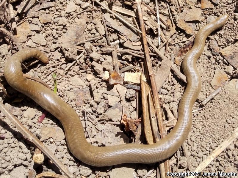 Northern Rubber Boa (Charina bottae)