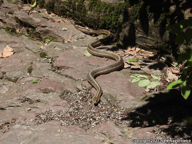 Eastern Gartersnake (Thamnophis sirtalis sirtalis)