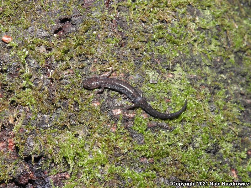 Eastern Red-backed Salamander (Plethodon cinereus)