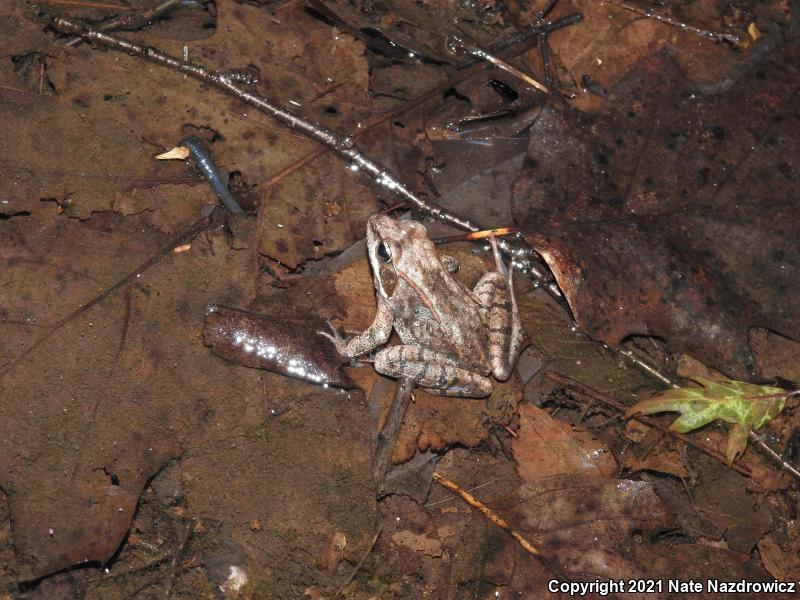 Wood Frog (Lithobates sylvaticus)