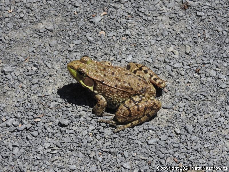 Green Frog (Lithobates clamitans)