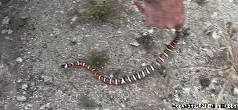 San Bernardino Mountain Kingsnake (Lampropeltis zonata parvirubra)